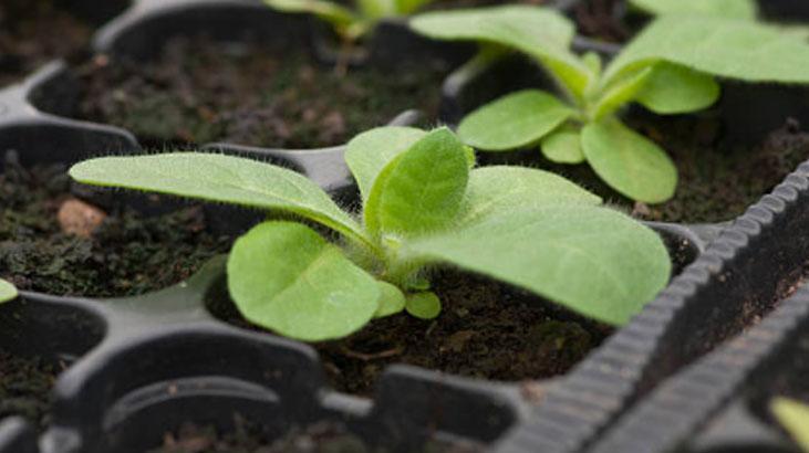 Balkonda kıtır kıtır salata, pet şişede sera etkisi
