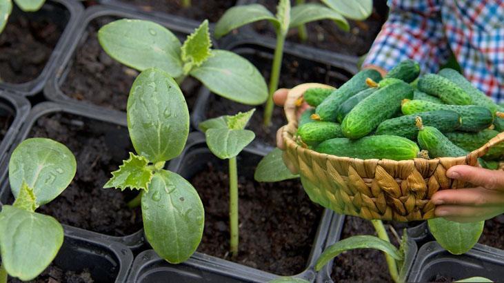 Balkonda kıtır kıtır salata, pet şişede sera etkisi