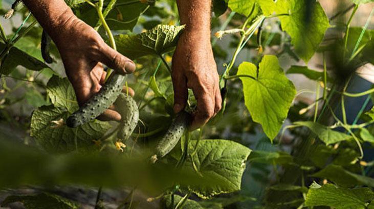 Balkonda kıtır kıtır salata, pet şişede sera etkisi