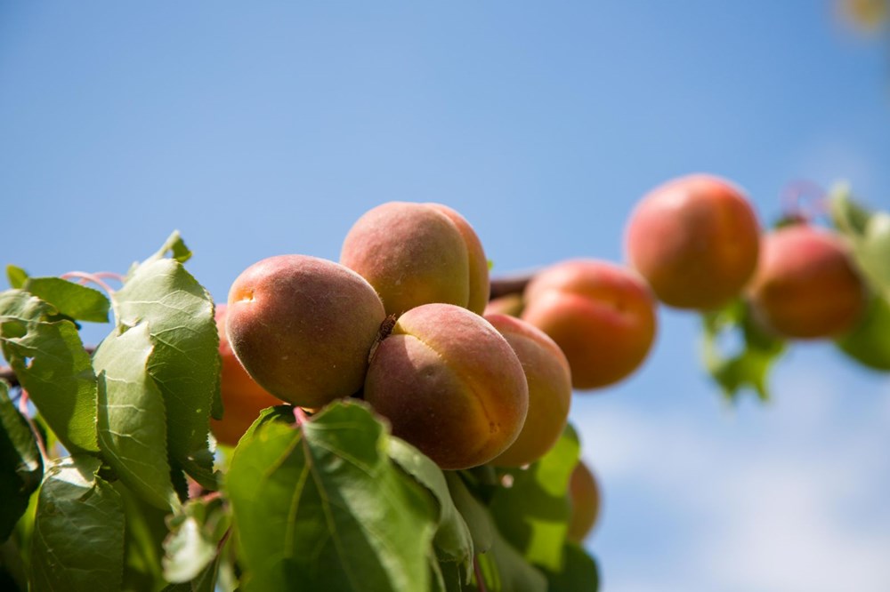 Tadı, rengi ve aromasıyla öne çıkan tescilli lezzet