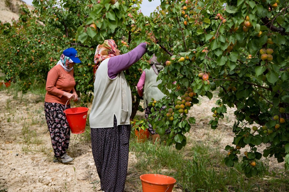 Tadı, rengi ve aromasıyla öne çıkan tescilli lezzet