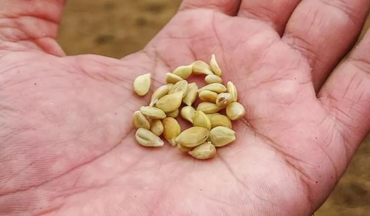 Limon çekirdeklerini sakın çöpe atmayın!