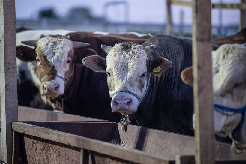 2025 pazar ve markette Kurbanlık fiyatları...