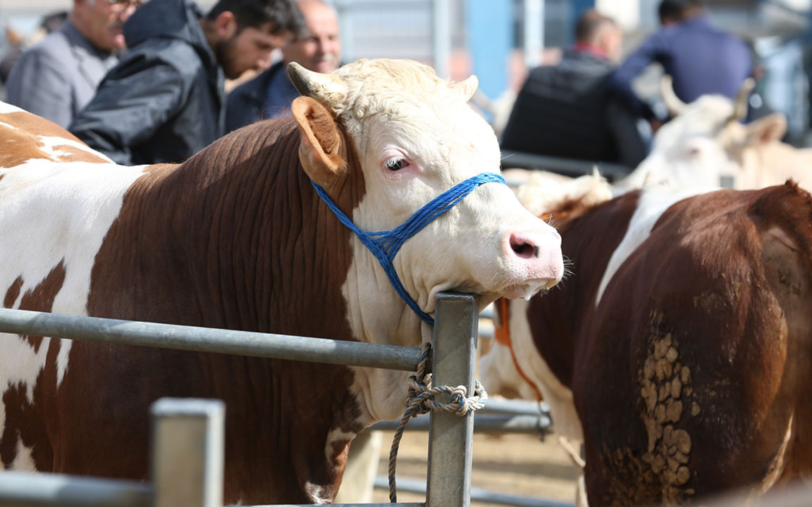 2025 pazar ve markette Kurbanlık fiyatları...