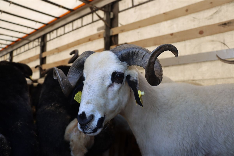 2025 pazar ve markette Kurbanlık fiyatları...