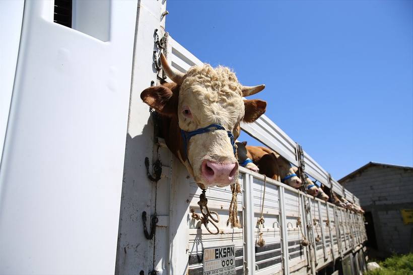 2025 pazar ve markette Kurbanlık fiyatları...