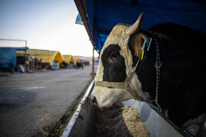 2025 pazar ve markette Kurbanlık fiyatları...