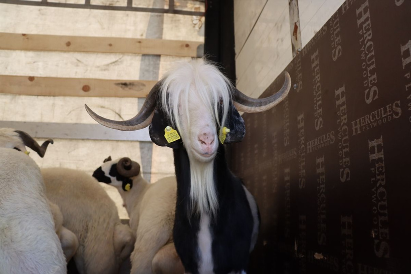 2025 pazar ve markette Kurbanlık fiyatları...