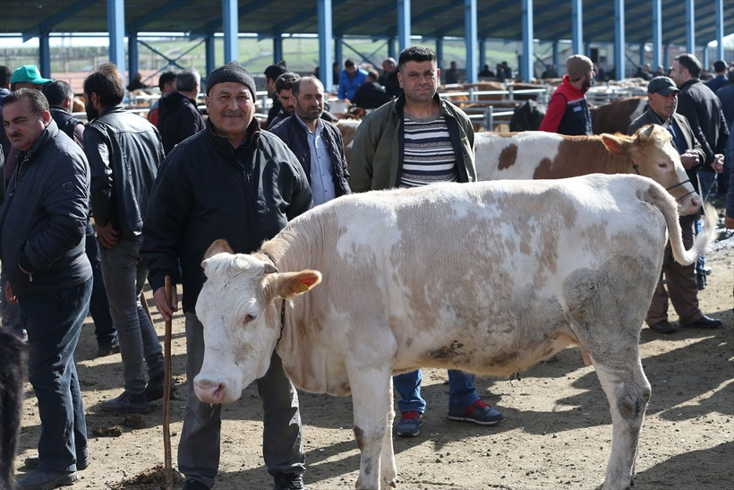 2025 pazar ve markette Kurbanlık fiyatları...