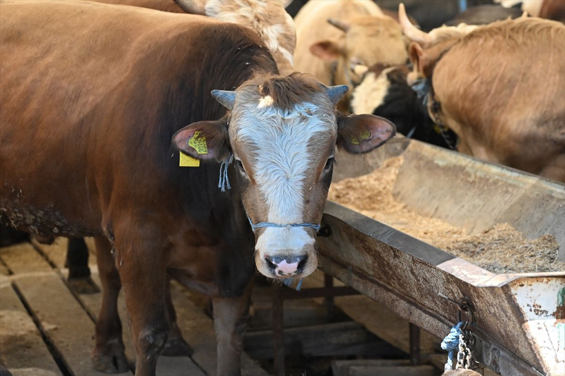 2025 pazar ve markette Kurbanlık fiyatları...