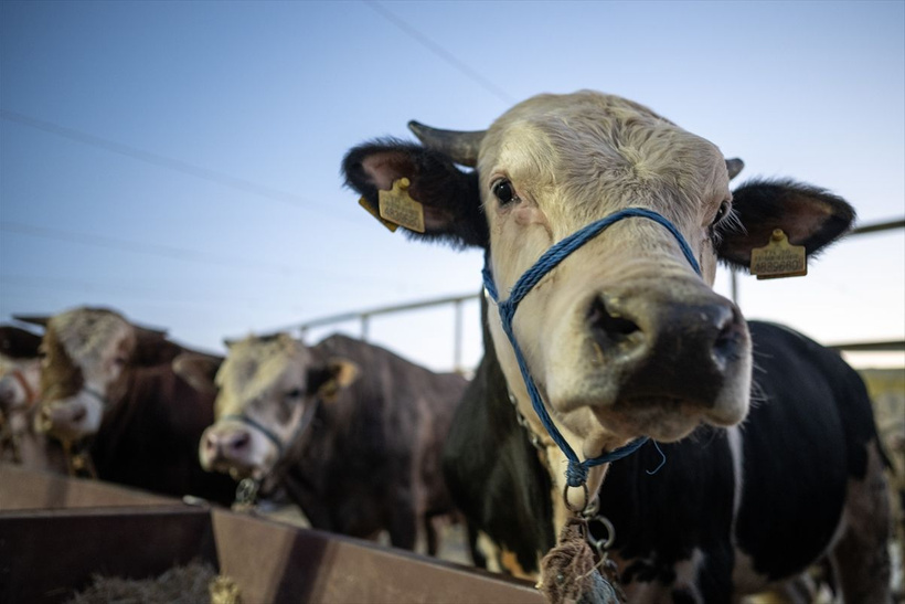 2025 pazar ve markette Kurbanlık fiyatları...