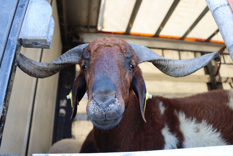 2025 pazar ve markette Kurbanlık fiyatları...