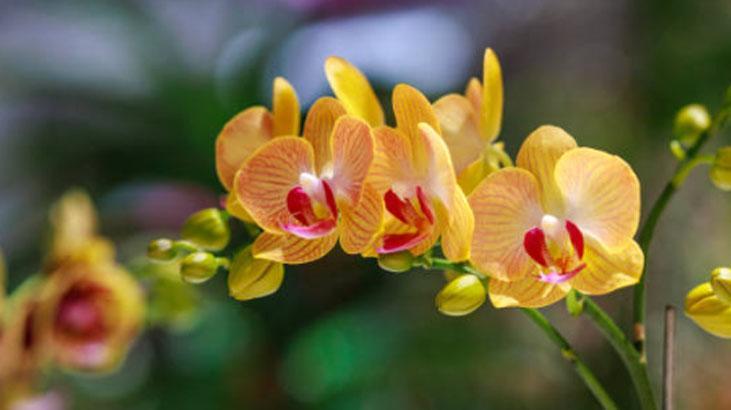 Orkideye aloe veradan hayat öpücüğü! köklenip 4 mevsim çiçek açıyor