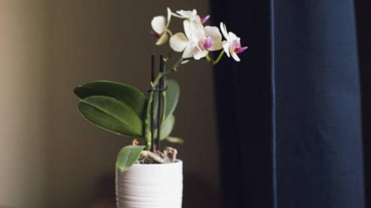 Orkideye aloe veradan hayat öpücüğü! köklenip 4 mevsim çiçek açıyor