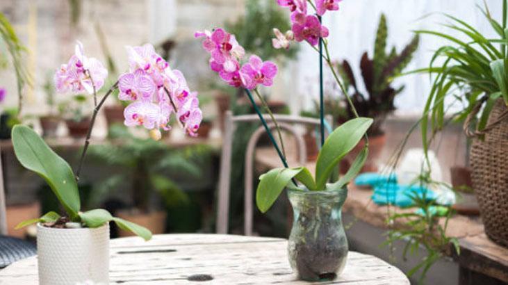 Orkideye aloe veradan hayat öpücüğü! köklenip 4 mevsim çiçek açıyor