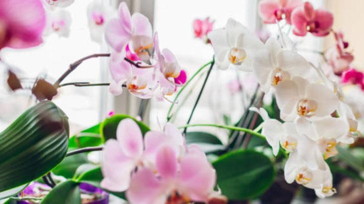 Orkideye aloe veradan hayat öpücüğü! köklenip 4 mevsim çiçek açıyor