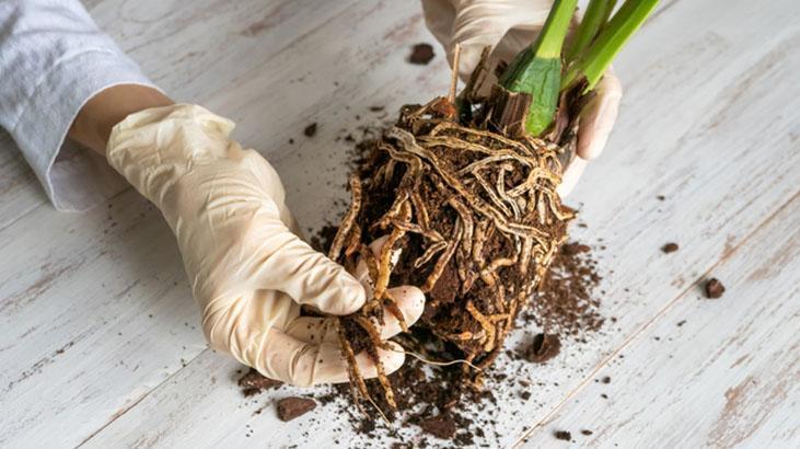 Orkideye aloe veradan hayat öpücüğü! köklenip 4 mevsim çiçek açıyor