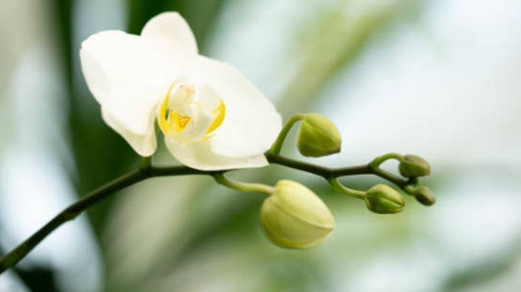 Orkideye aloe veradan hayat öpücüğü! köklenip 4 mevsim çiçek açıyor